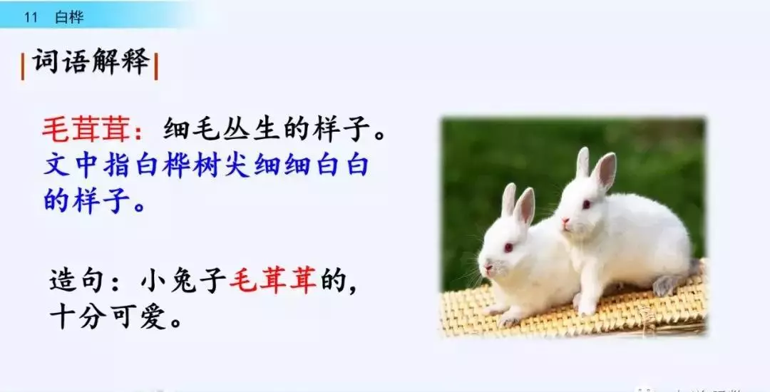 桦树读音是什么意思(14)