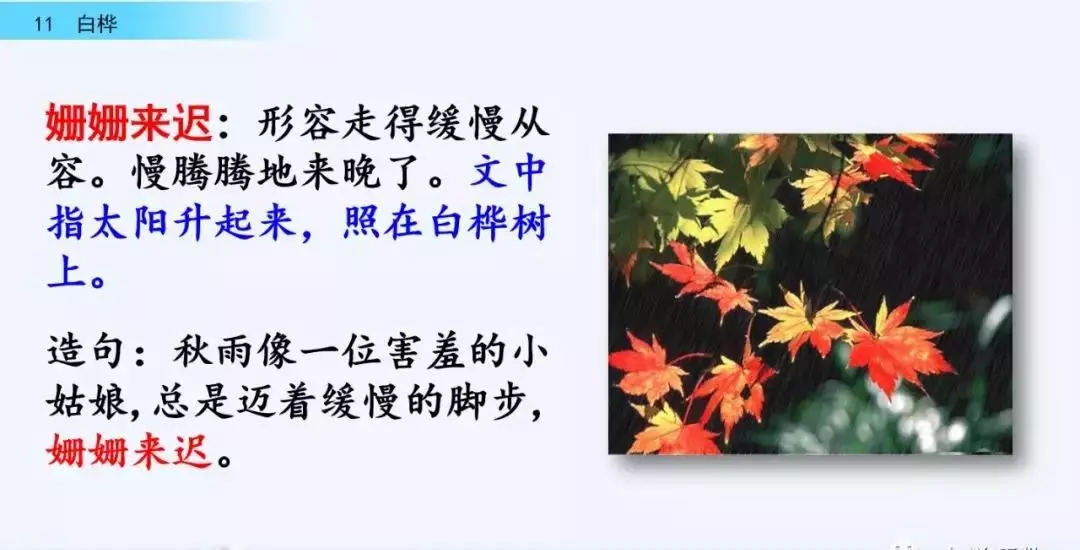 桦树读音是什么意思(15)