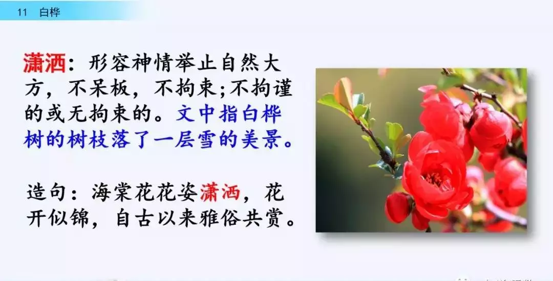 桦树读音是什么意思(16)