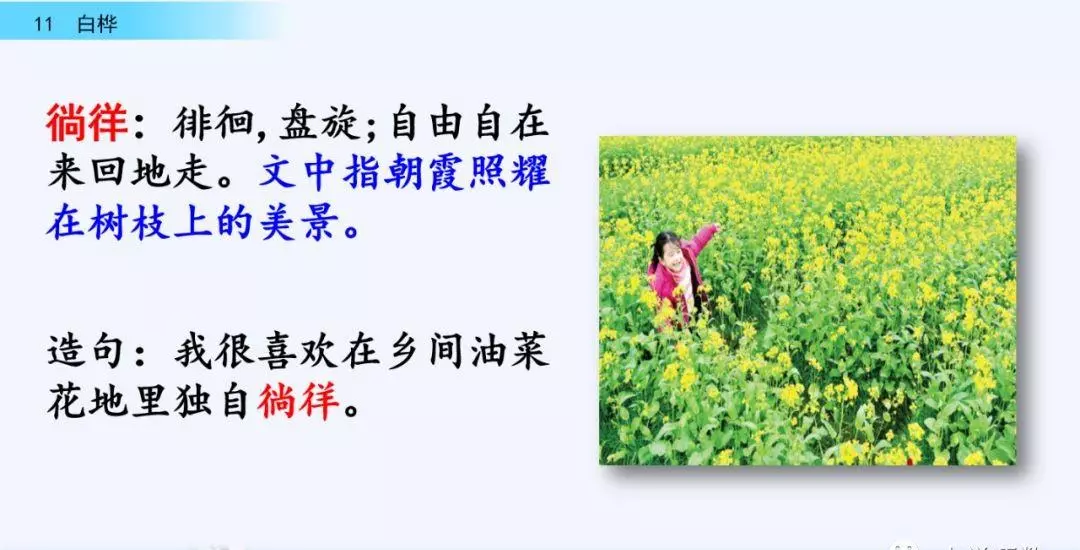 桦树读音是什么意思(17)