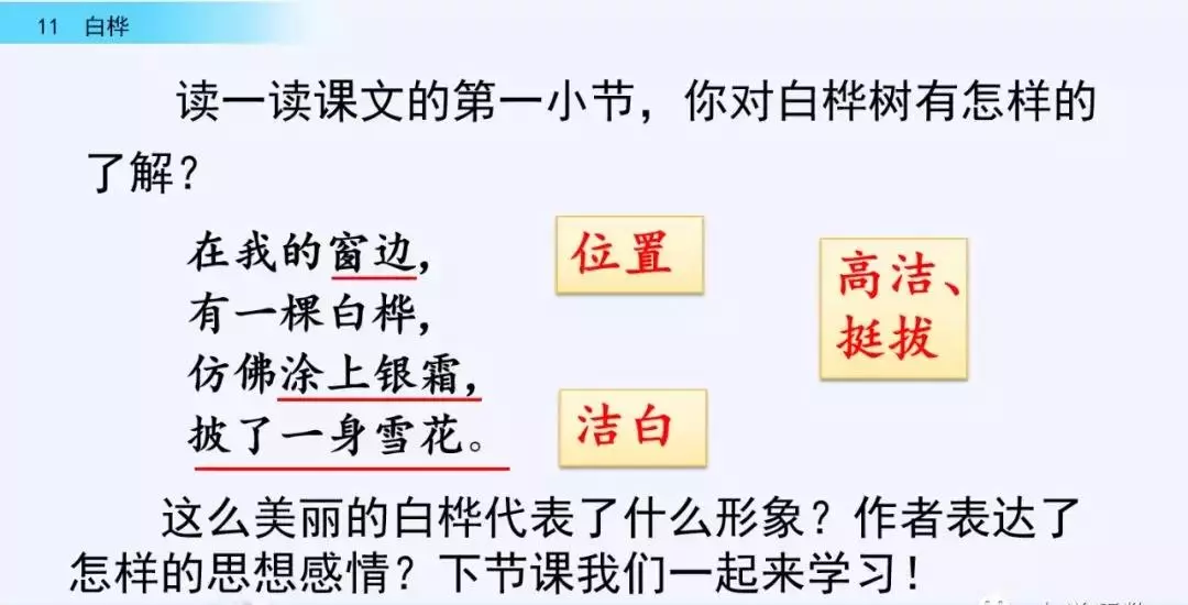 桦树读音是什么意思(19)