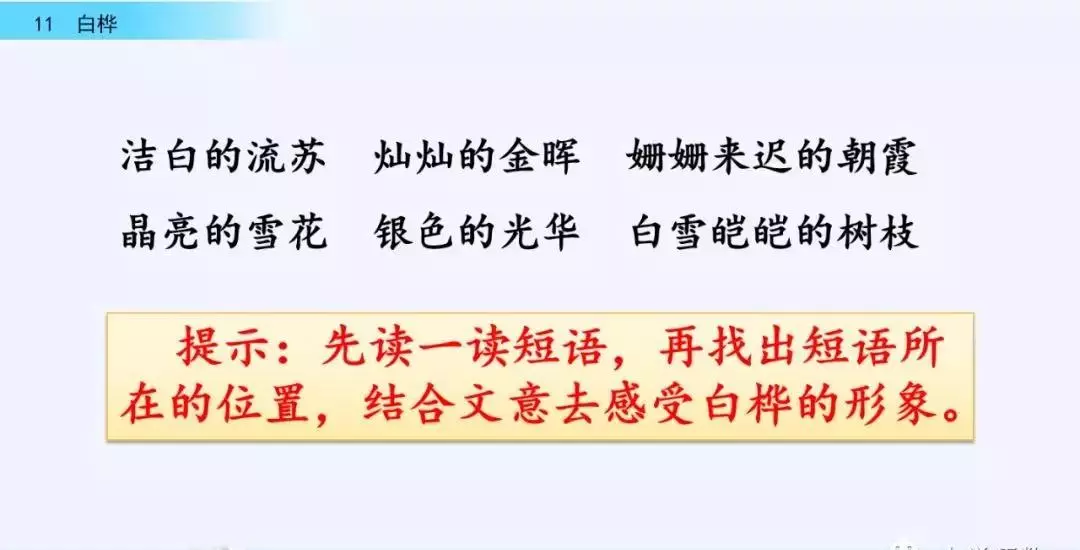 桦树读音是什么意思(24)