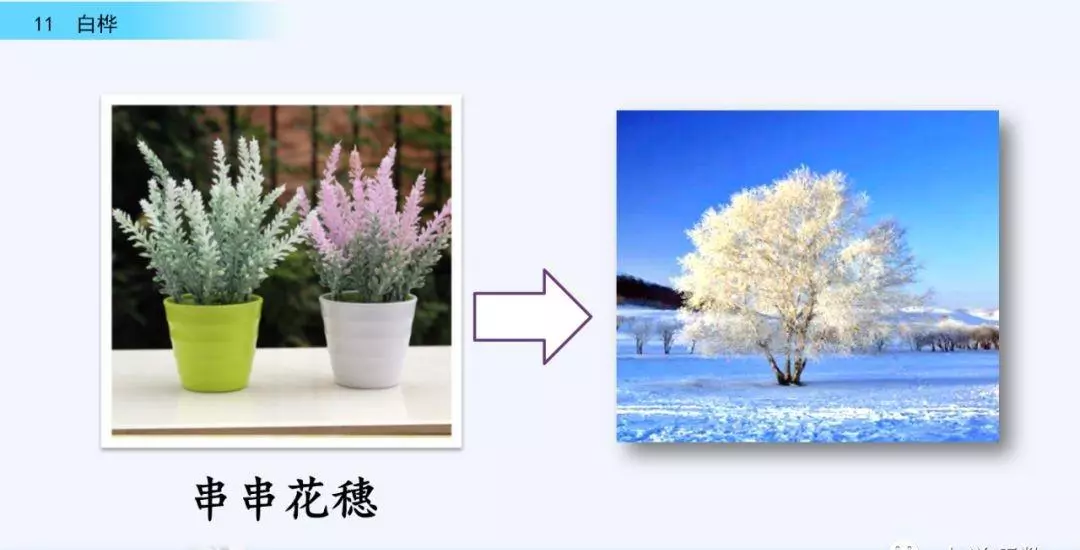 桦树读音是什么意思(26)