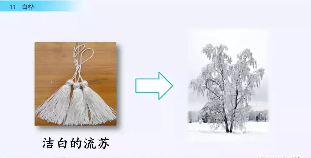 桦树读音是什么意思(27)