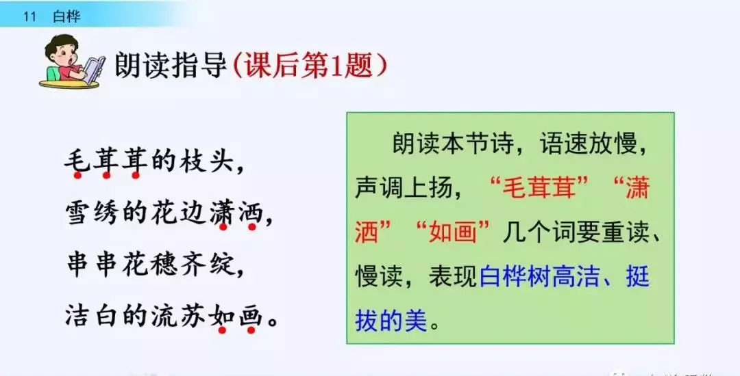 桦树读音是什么意思(29)