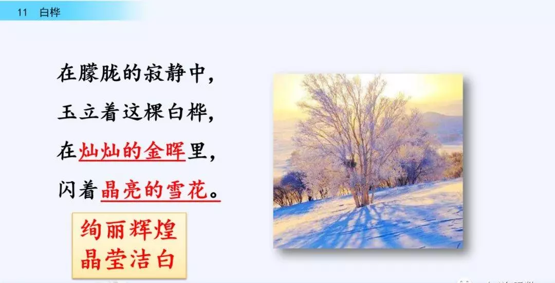 桦树读音是什么意思(30)