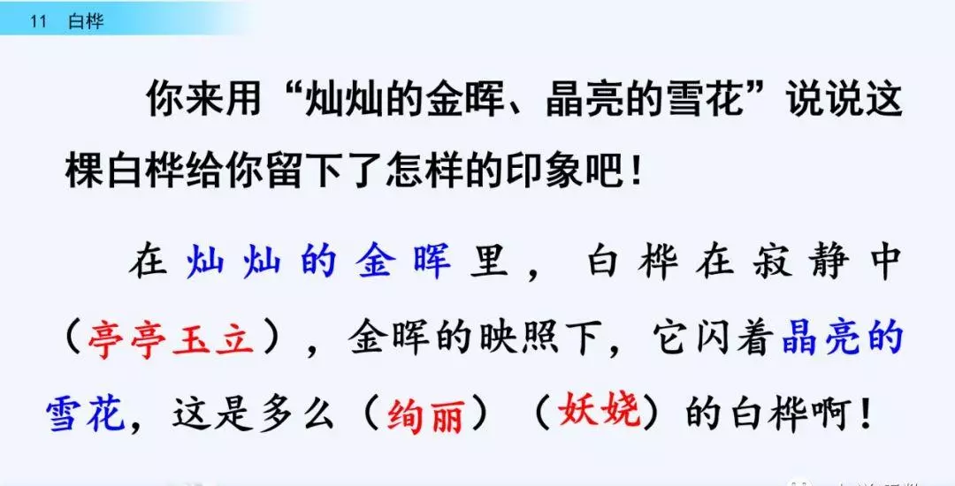 桦树读音是什么意思(31)