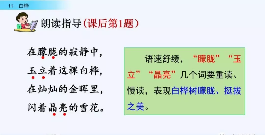 桦树读音是什么意思(32)