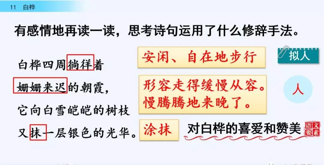 桦树读音是什么意思(35)