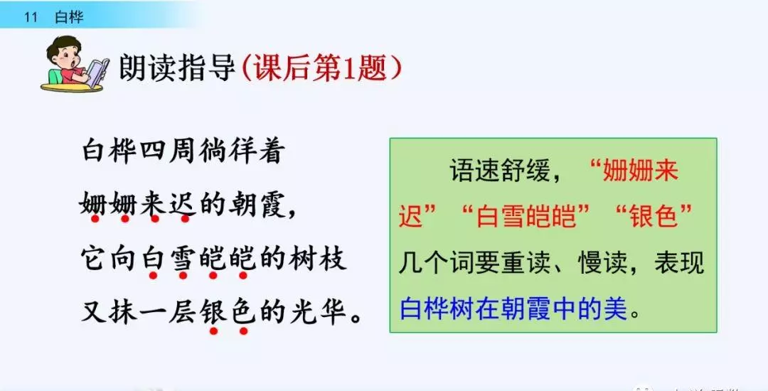 桦树读音是什么意思(39)