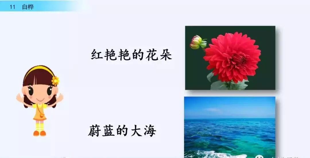 桦树读音是什么意思(42)
