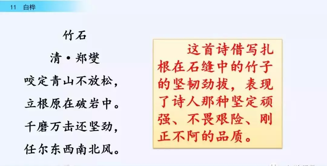 桦树读音是什么意思(44)