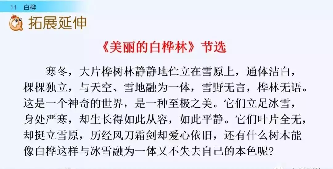 桦树读音是什么意思(49)