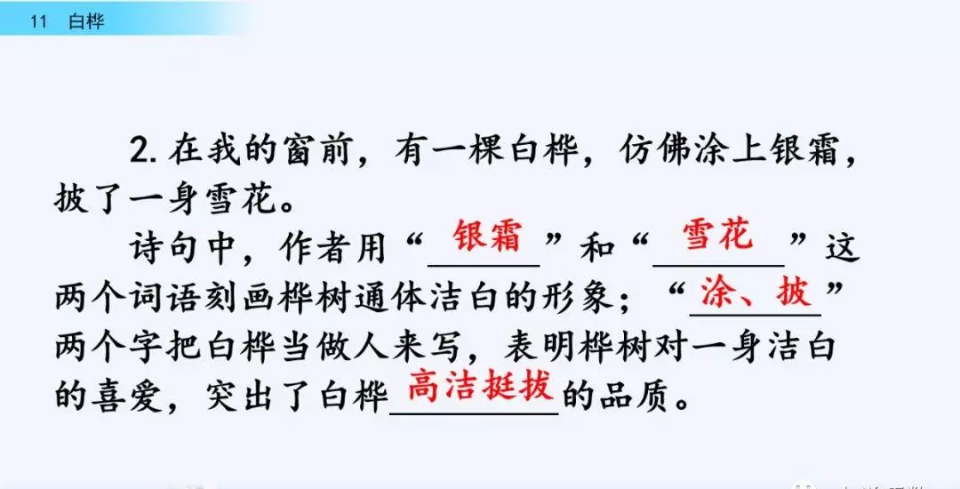 桦树读音是什么意思(52)