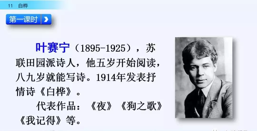 桦树读音是什么意思(5)