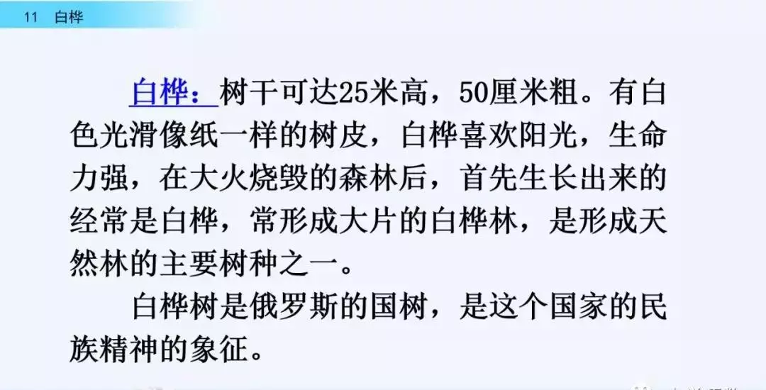桦树读音是什么意思(6)