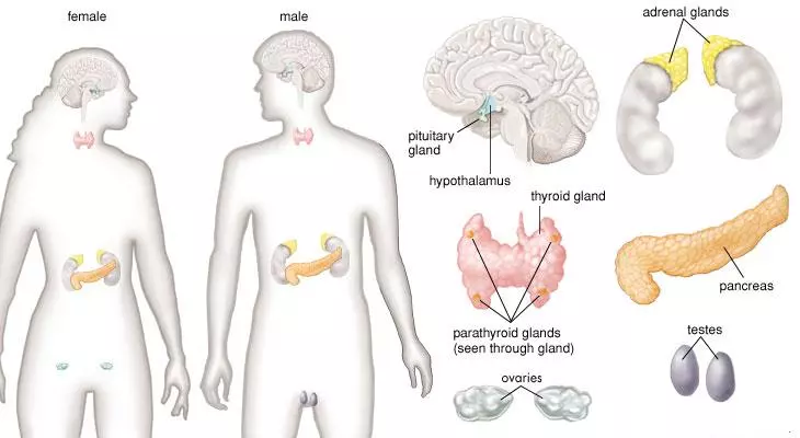体香只有喜欢的人闻到有科学依据吗(2)
