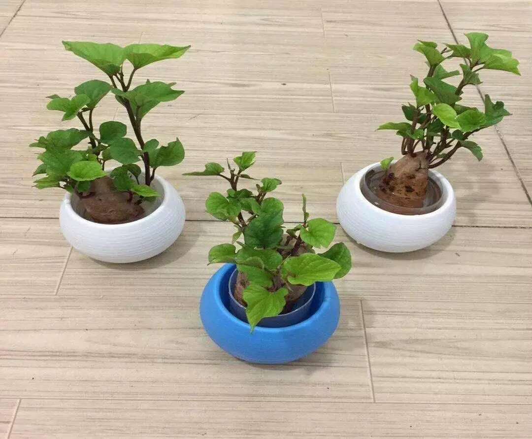 周公解梦土里种着红薯叶什么意思啊(3)