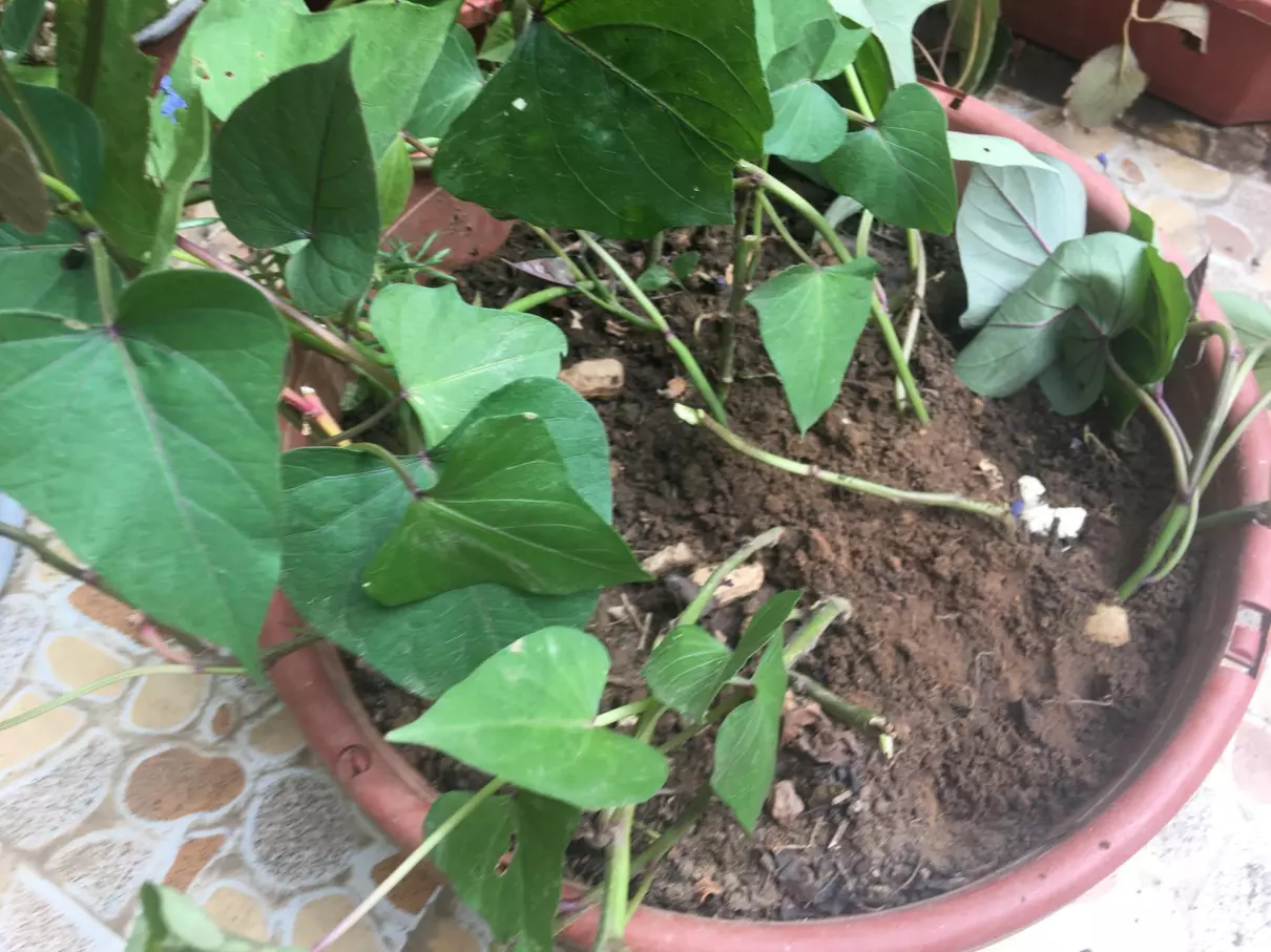 周公解梦土里种着红薯叶什么意思啊(4)