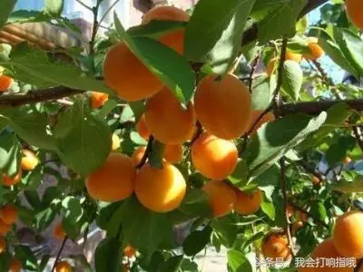 梦见紫色天空是什么意思周公解梦女人生孩子(1)